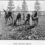 Deer at Ringing Rocks Park